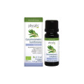 Olejek Eteryczny Cynamonowiec Kamforowy BIO 10 ml - Physalis